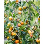 Саженец хурмы "Прок" Саженец хурмы "Прок"